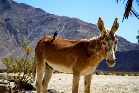 Saline Valley Burro 4