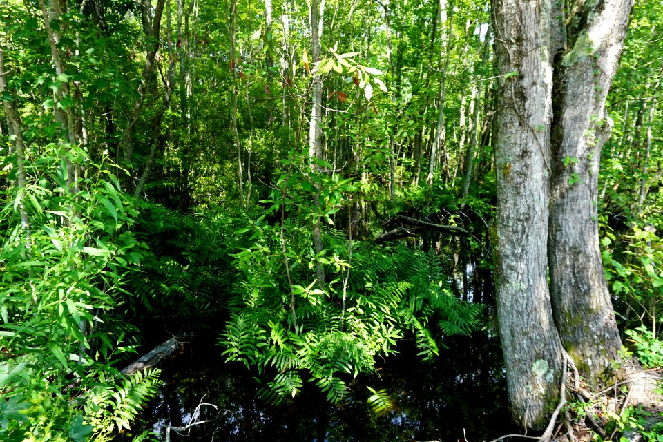 scene Duck Pen trail wetland Pocosin Lakes NWR ncwetlands KG (2)