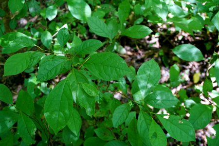 plant spicebush Thread Trail Girl Scout trail ncwetlands KG (13)