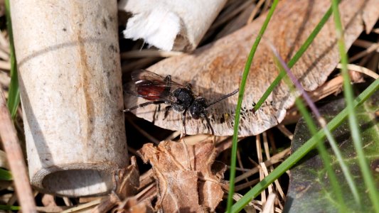 Nomada  fabriciana ( Rot-schwarze Wespenbiene) Weibchen