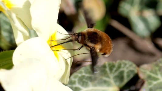 Bombylius major (Großer Wollschweber ♂) an Primel 1