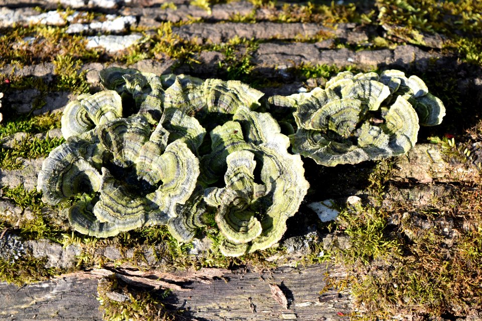 other bracket fungus hubert by-pass park AM (21)