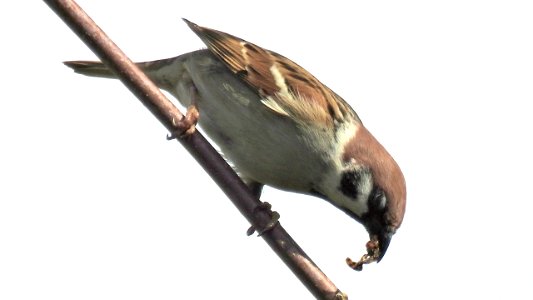 Ein Snack mit Crunch (Marienkäfer) für den Feldsperling 1