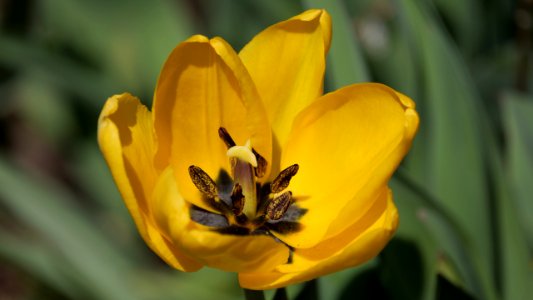 Gelbe Tulpenblüte