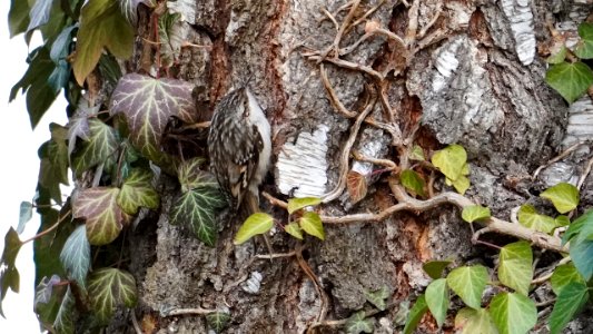 Gartenbaumläufer-gut getarnt 1