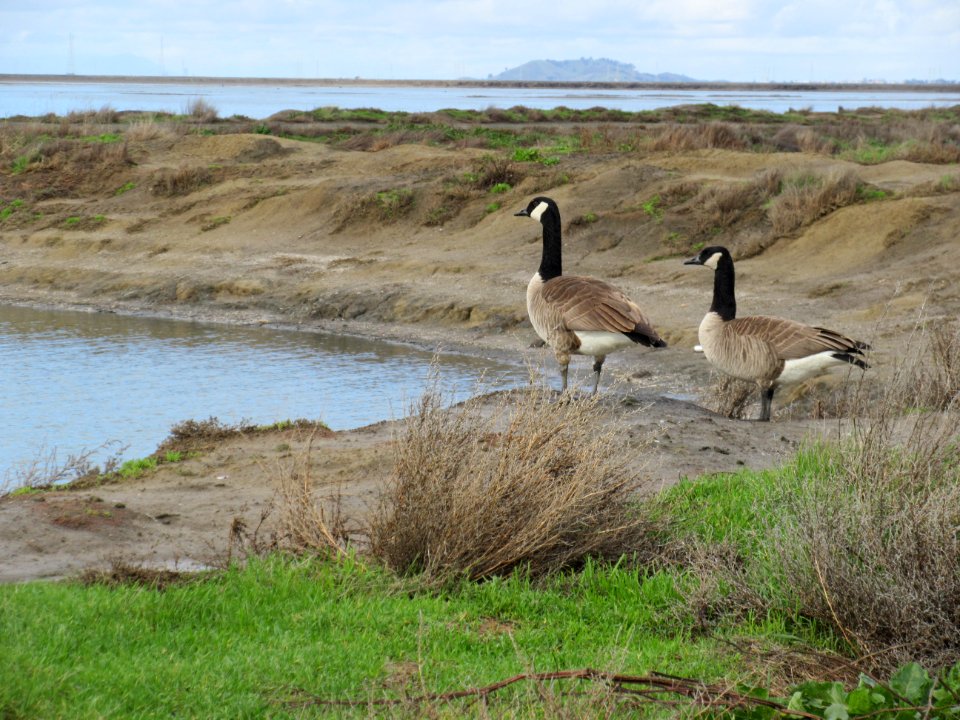 Canada Goose @ Alviso Slough