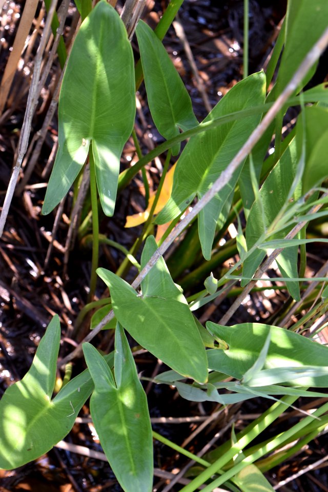 plant Peltandra Alligator River NWR ncwetlands am (119) photo