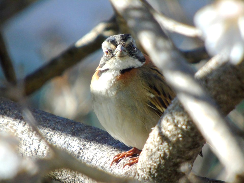 Zonotrichia capensis