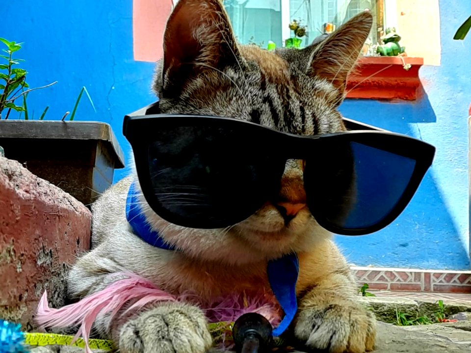 Gato de Vacaciones