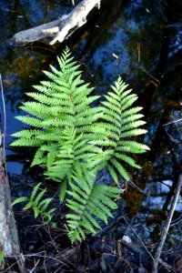 plant fern River Road Park ncwetlands AM