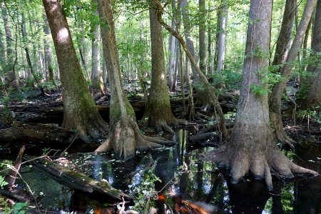 scene Lower Roanoke River Wetlands Gameland ncwetlands KG (6)