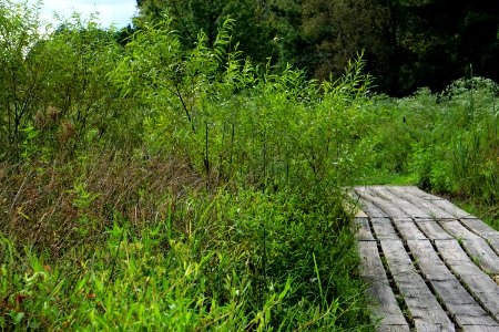 scene Lake Trail Lake Crabtree County Pk ncwetlands KG (1)