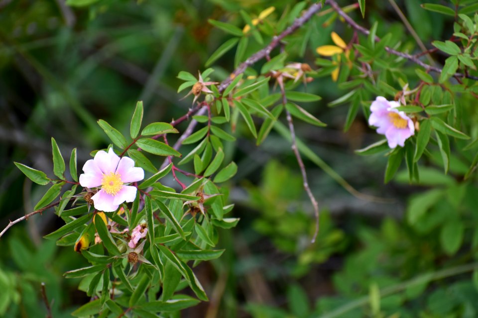 plant rosa palustris latham-whitehurst nature park ncwetlands am