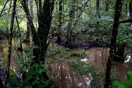 scene riverine wetland Dupont State Rec Forest ncwetlands KG (1)
