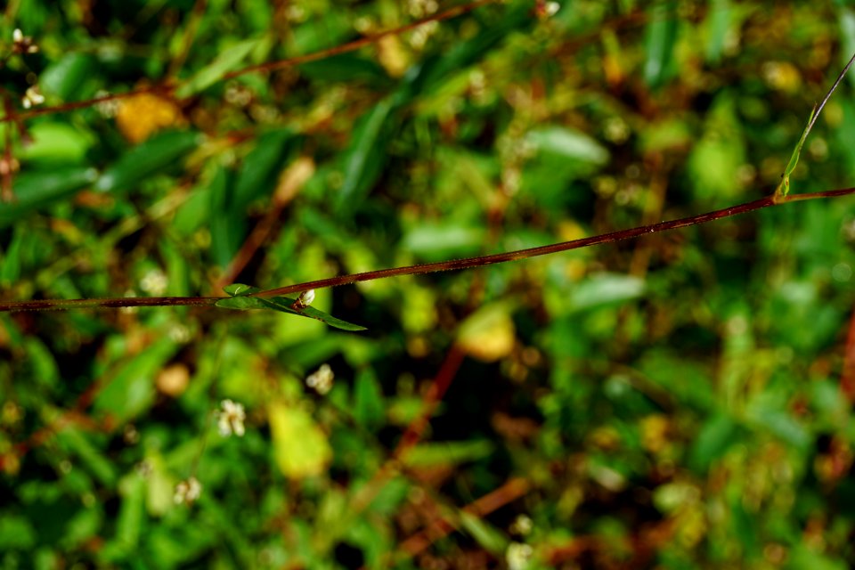 plant tearthumb Brinkleyville Gameland ncwetlands KG (2)