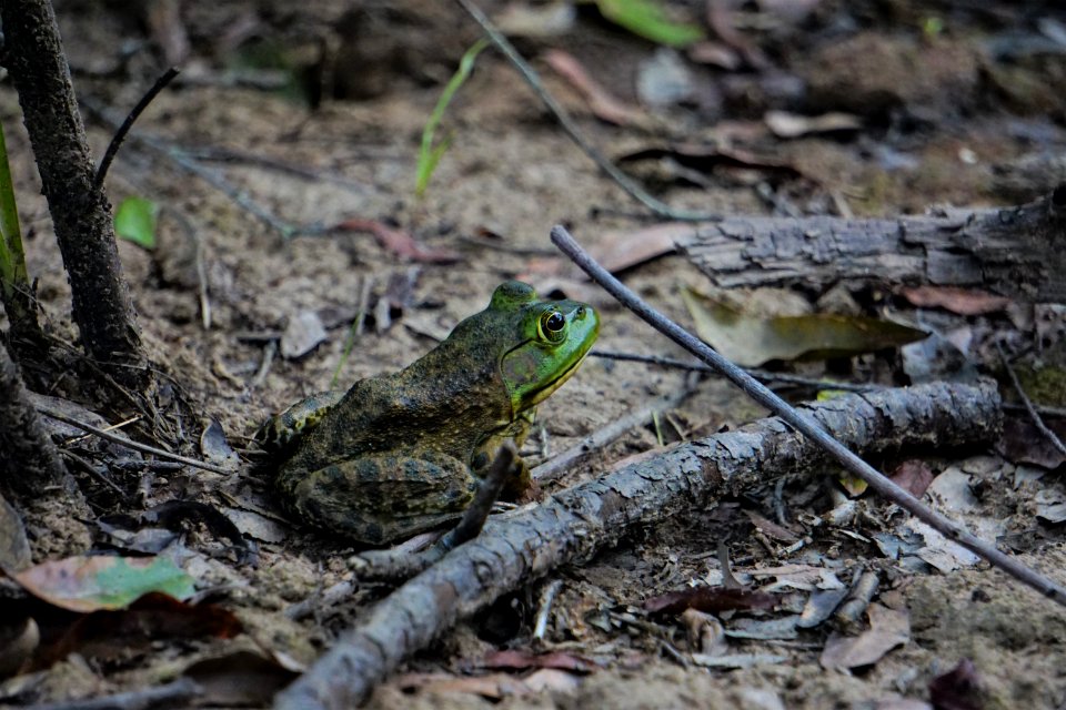 amphibian bullfrog sandy creek park ncwetlands KG (6)