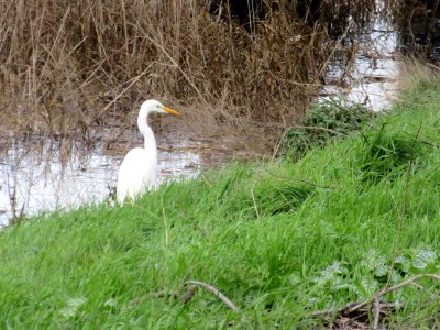 Great Egret in Alviso Slough