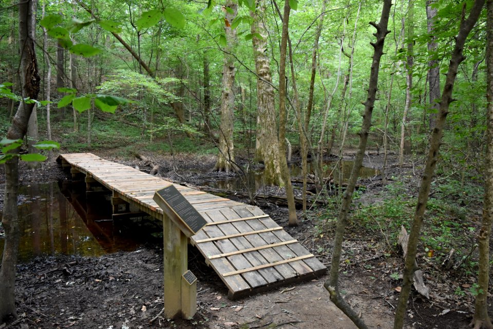 scene boardwalk swift creek bluffs ncwetlands AM (4)