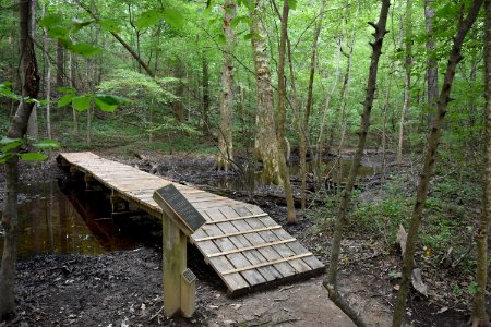 scene boardwalk swift creek bluffs ncwetlands AM (4)