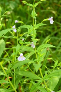 plant Mimulus ringens Allegheny monkey flower The Park at Flat Rock ncwetlands AM