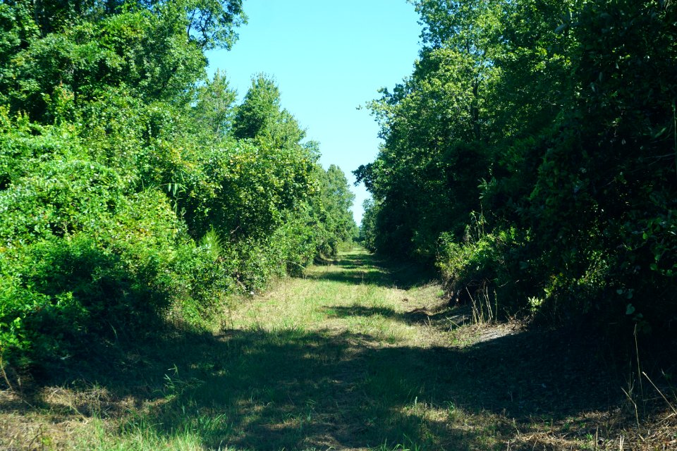 scene Angola Bay Game Land ncwetlands KG (1)