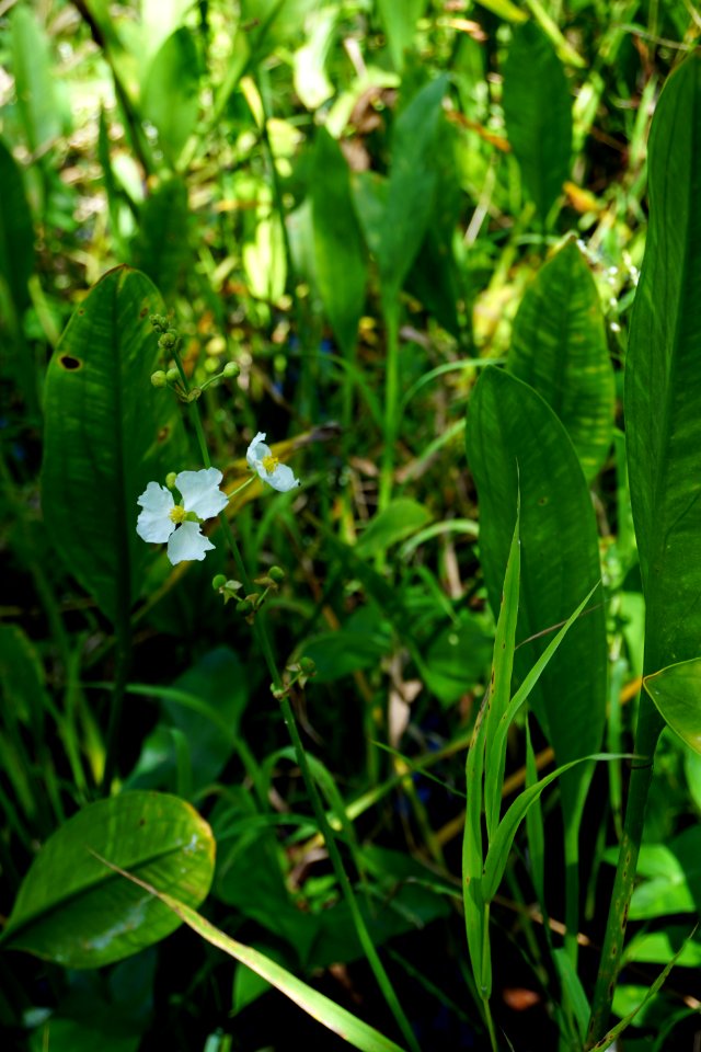 plant Sagittaria duck potato Haywood Landing ncwetlands KG (1)
