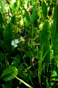 plant Sagittaria duck potato Haywood Landing ncwetlands KG (1)
