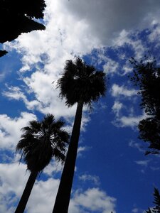 High palm trunks trees