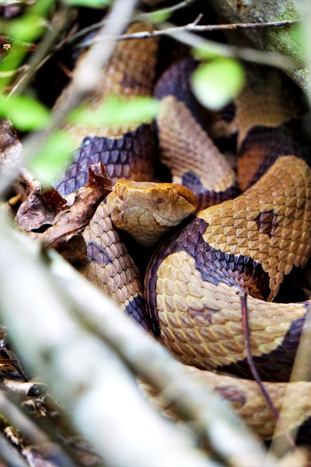 reptile copperhead Sandy Creek Gameland ncwetlands KG (1)