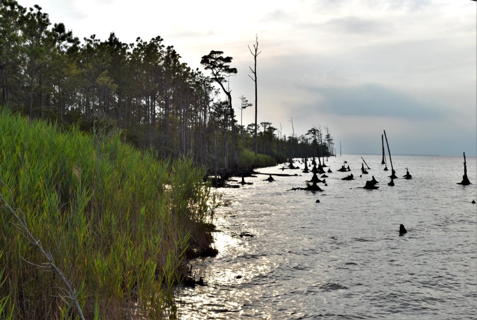 scene palmetto peartree preserve ncwetlands AM