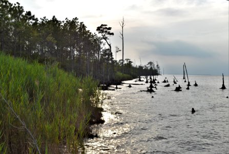 scene palmetto peartree preserve ncwetlands AM