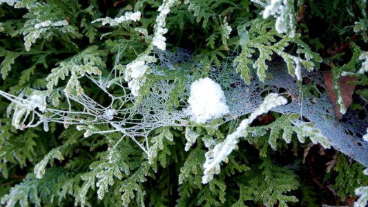 Funnelweb wintery