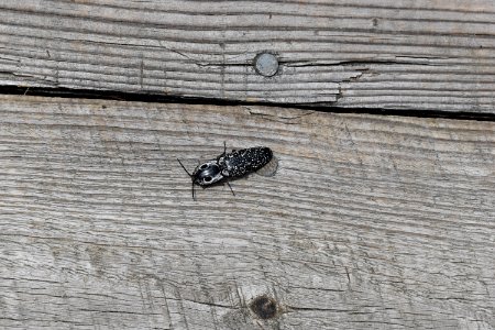 invertebrate Pink beds at Pisgah ncwetlands AM (36)