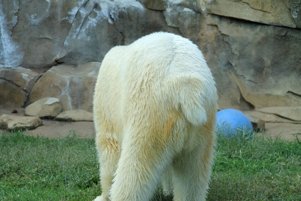 Tail polar bear white