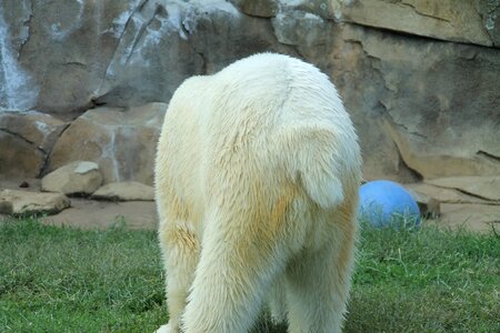 Tail polar bear white