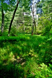 scene wetland Pink Beds Pisgah NF ncwetlands KG (24)