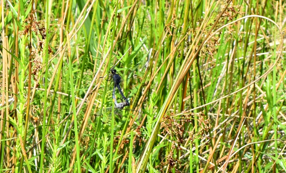 invertebrate mating dragonfly The Park at Flat Rock ncwetlands AM