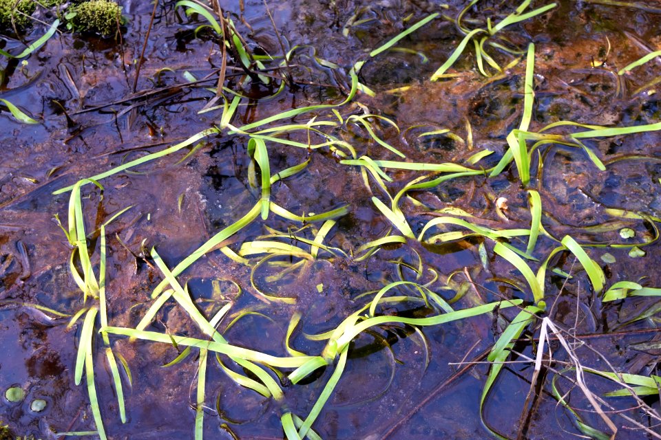 plants hubert by-pass park AM