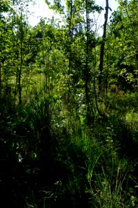 scene bog wetland Anderson Creek County Park ncwetlands KG (14)