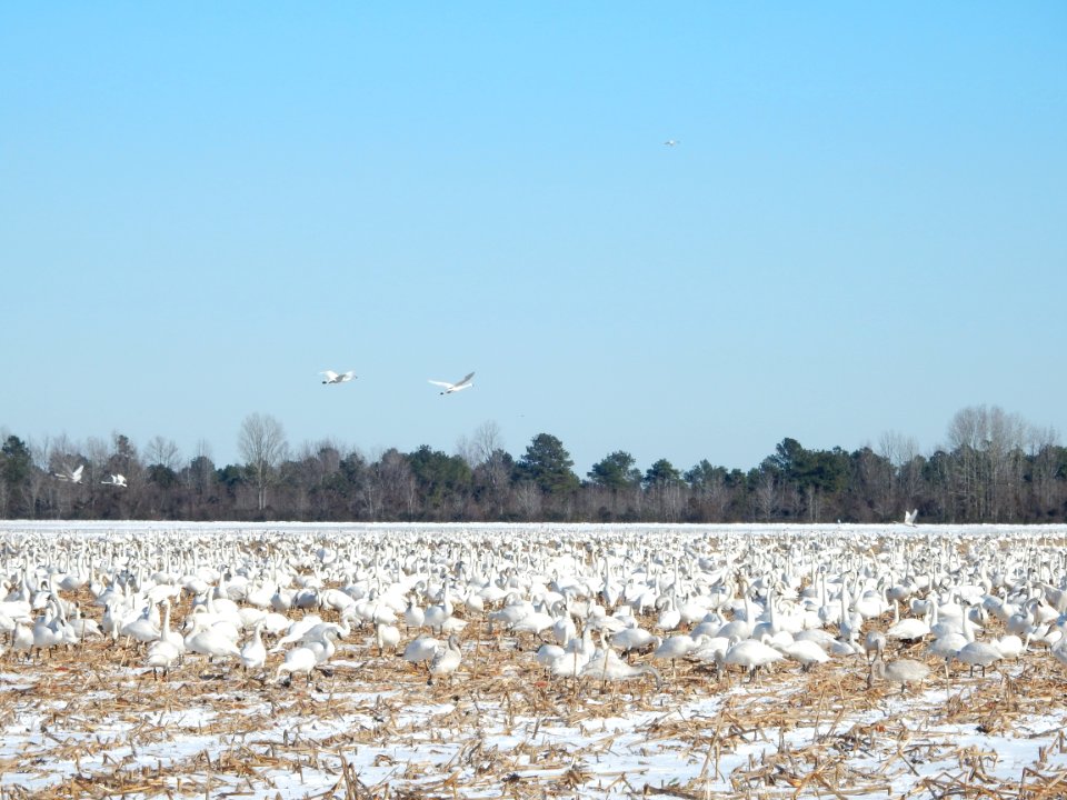scene tundra swans Pocosin Lakes NWR KG (12)