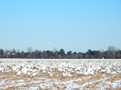 scene tundra swans Pocosin Lakes NWR KG (12)