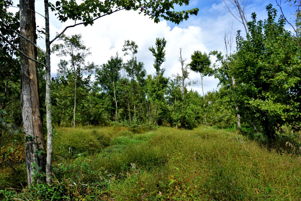 scene Brinkleyville Gameland ncwetlands KG (4)