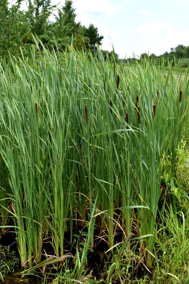 plant Pocosin Lakes NWR Pungo Unit ncwetlands am  (9)