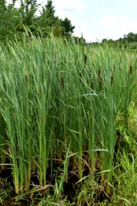 plant Pocosin Lakes NWR Pungo Unit ncwetlands am  (9)