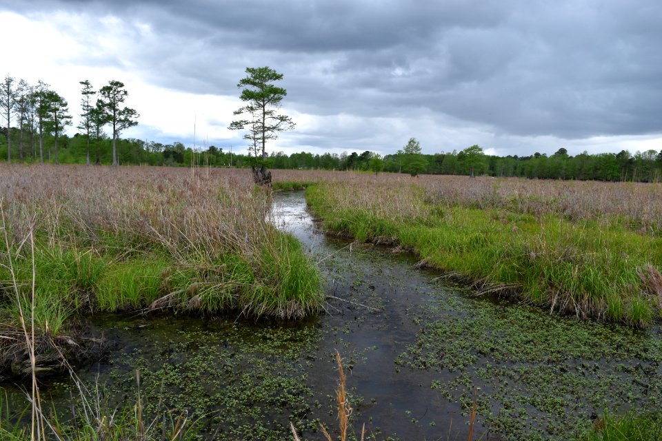 scene Rhodes Pond Game Land ncwetlands AM (5)