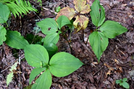 plant trillium White Oak Bottom at Standing Indian Campground ncwetlands AM (2)