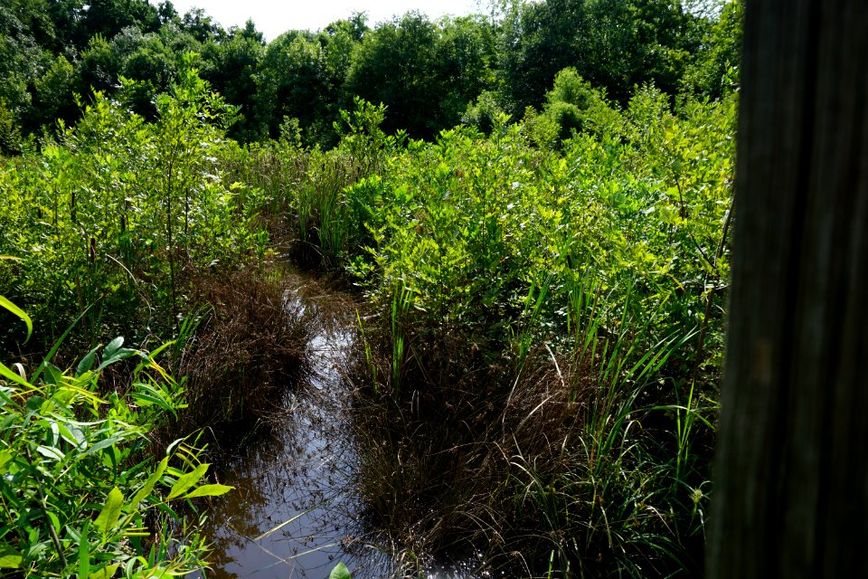 Kirk Farms Fields boardwalk ncwetlands KG (14)