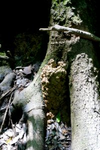 invertebrate crayfish burrow Lower Roanoke River Wetlands Gameland ncwetlands KG