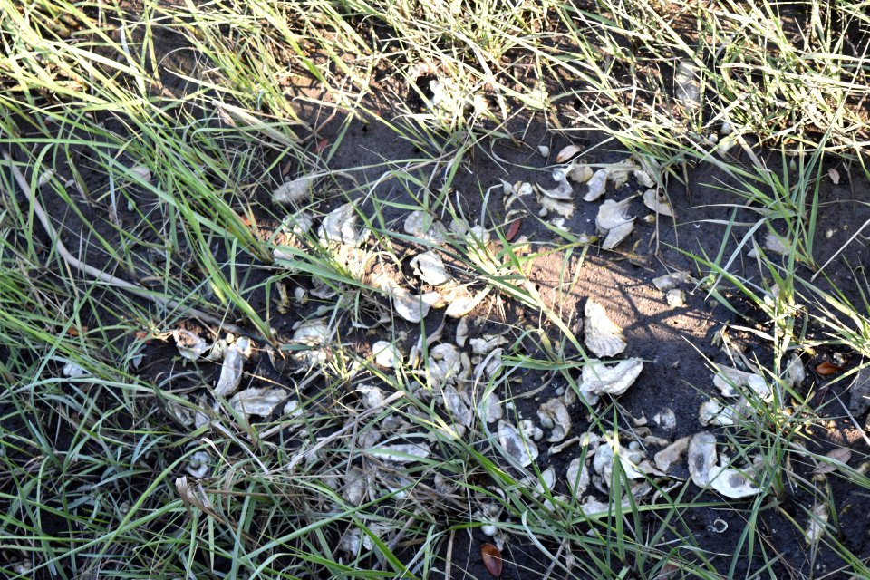 invertebrate oysters River Road Park ncwetlands AM