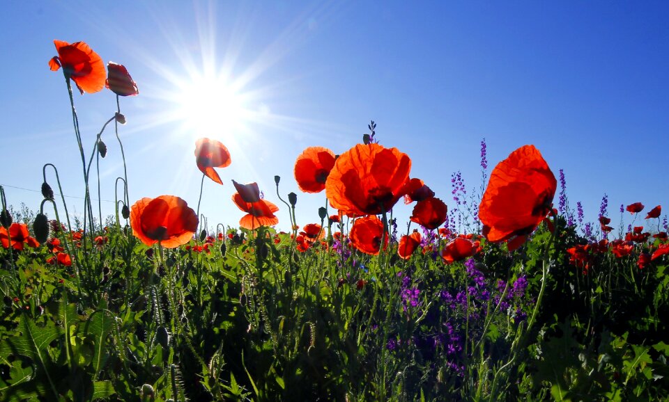 Lens flare summer field of flowers
